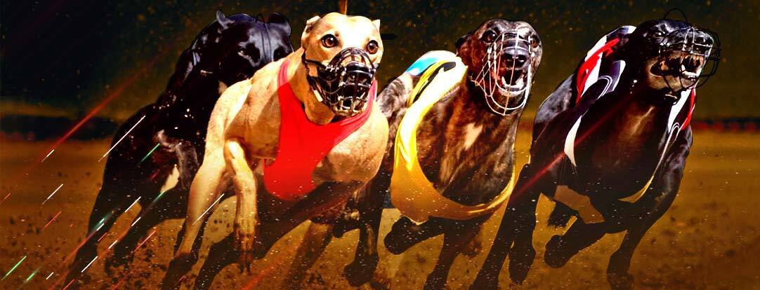 Greyhoundracing